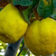 Саджанець Айва Румо в контейнері